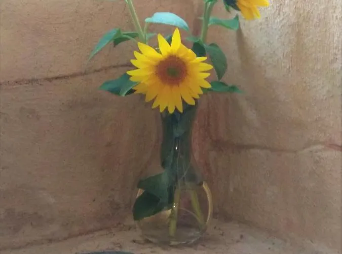 Lantställe Madera Y Sal *